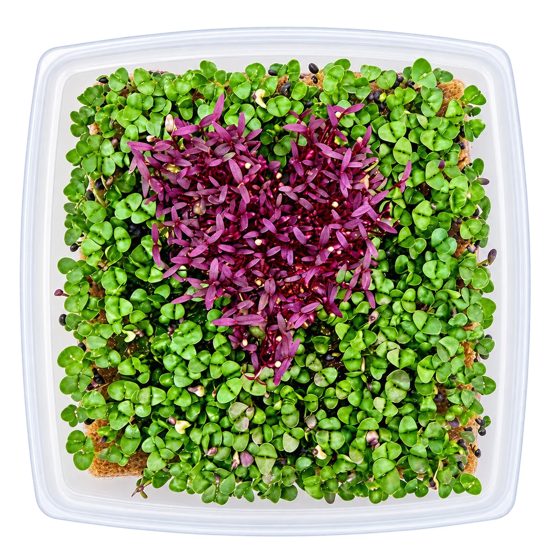 GrowArt™ Grow-Your-Own Art Kit: Edible Microgreens Kit COMPACT Classroom Bundle (24)