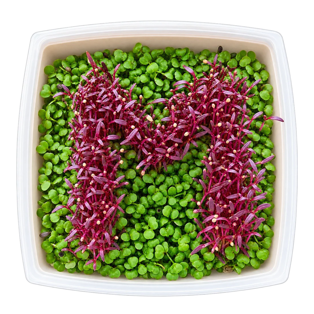 GrowArt™ Grow-Your-Own Art Kit: Edible Microgreens Kit DELUXE
