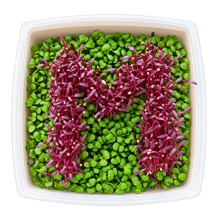 GrowArt™ Grow-Your-Own Art Kit: Edible Microgreens Kit DELUXE