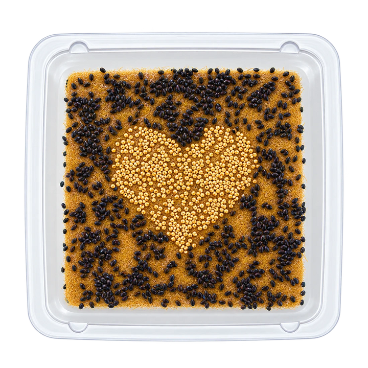 GrowArt™ Grow-Your-Own Art Kit: Edible Microgreens Kit COMPACT Classroom Bundle (24)
