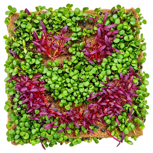 GrowArt™ Grow-Your-Own Art Kit: Edible Microgreens Kit DELUXE Classroom Bundle (24)