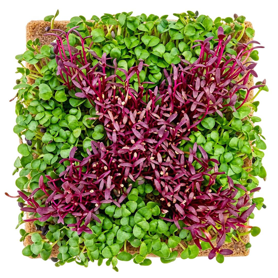 GrowArt™ Grow-Your-Own Art Kit: Edible Microgreens Kit COMPACT Classroom Bundle (24)