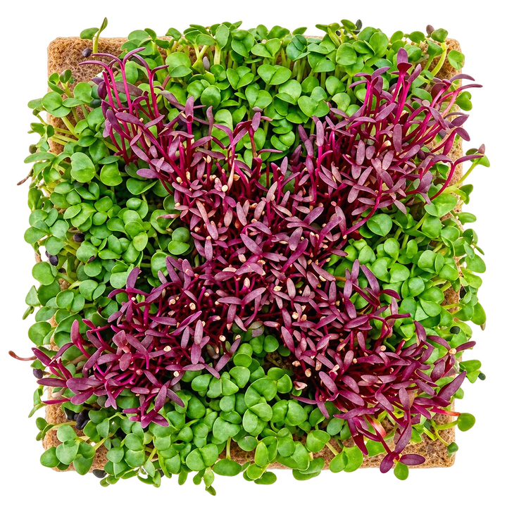 GrowArt™ Grow-Your-Own Art Kit: Edible Microgreens Kit COMPACT Classroom Bundle (24)