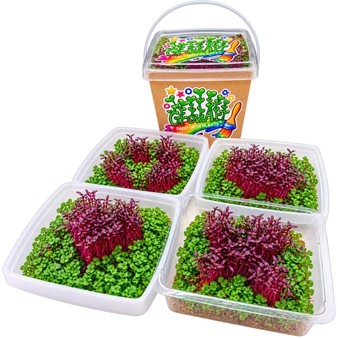GrowArt™ Grow-Your-Own Art Kit: Edible Microgreens Kit DELUXE Classroom Bundle (24)