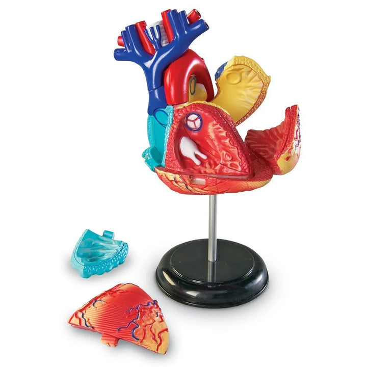 Heart Anatomy Model
