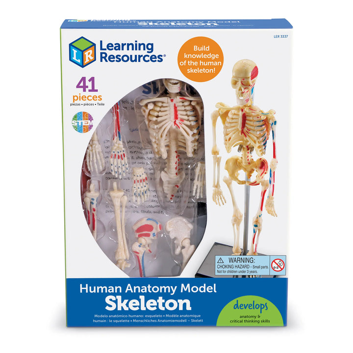 Human Skeleton Model