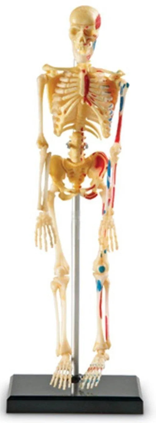 Human Skeleton Model
