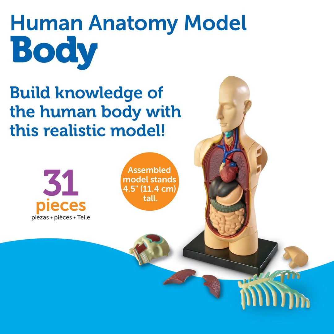Human Body Anatomy Model