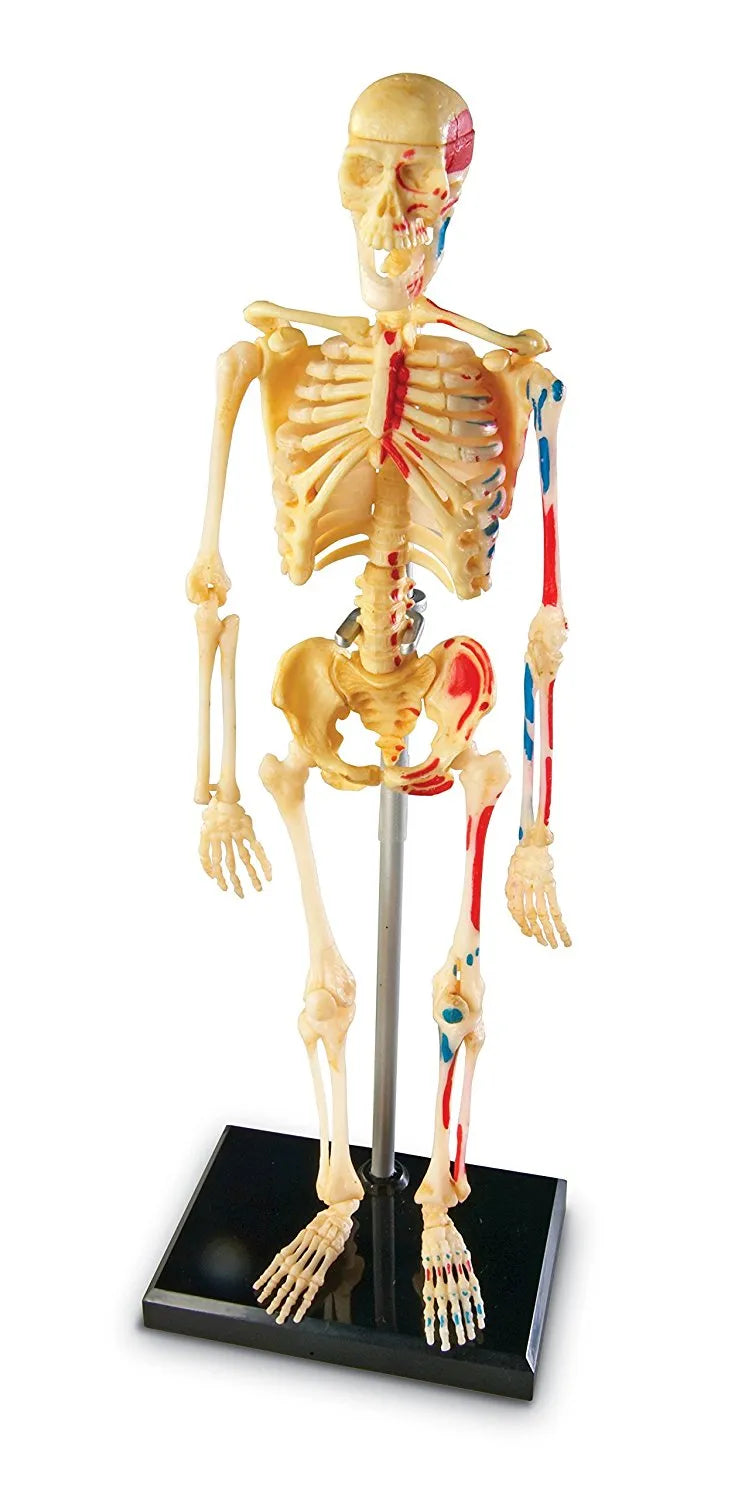 Human Skeleton Model
