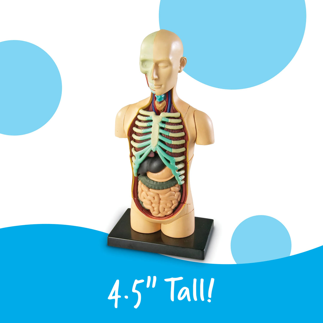 Human Body Anatomy Model