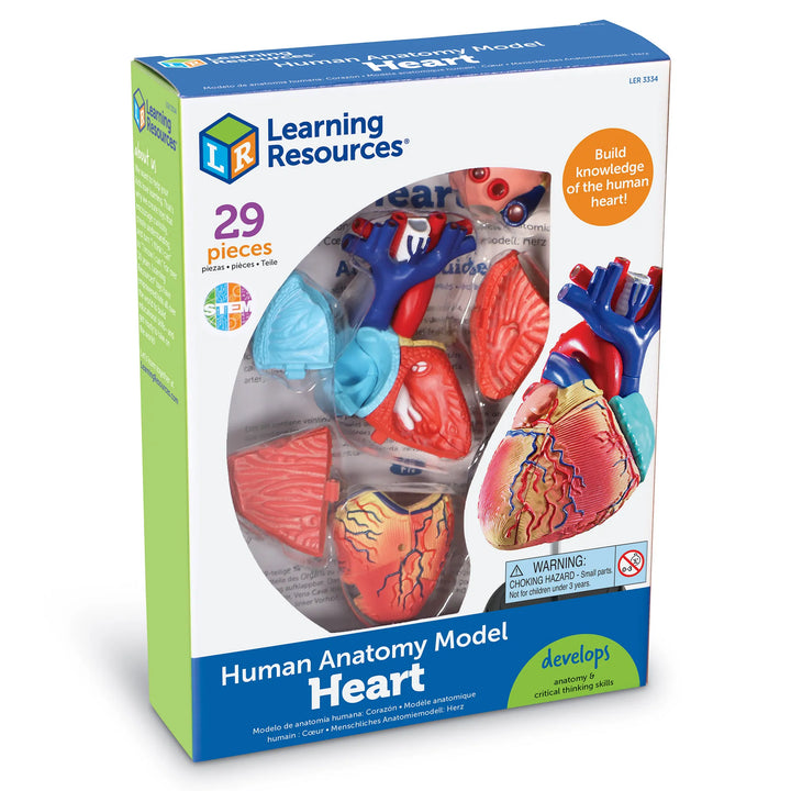 Heart Anatomy Model
