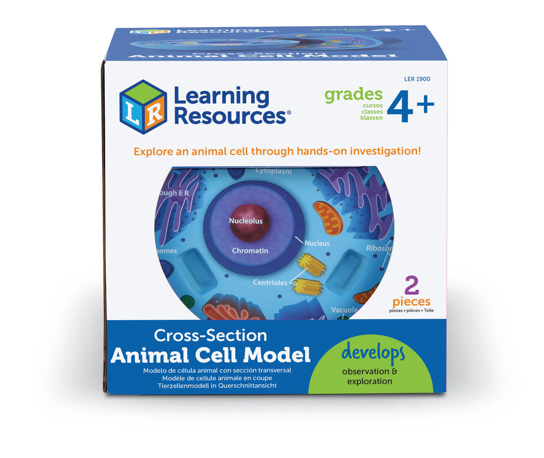 Cross-Section Animal Cell Model