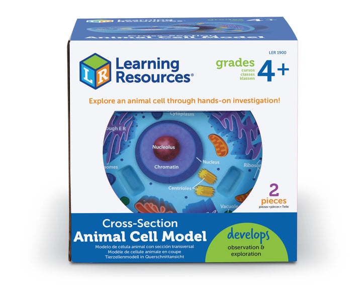 Cross-Section Animal Cell Model