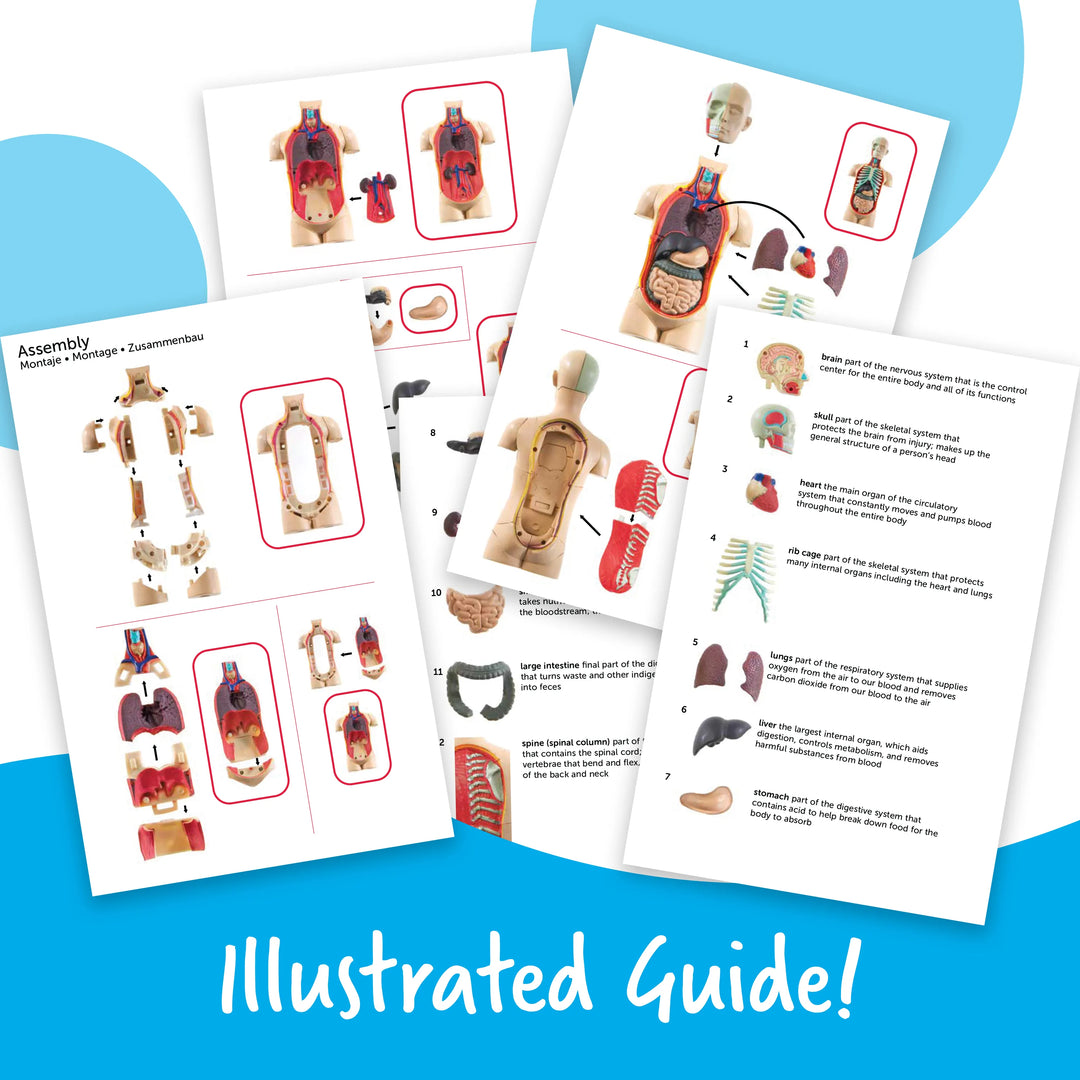 Human Body Anatomy Model