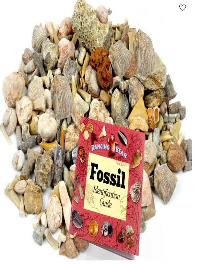 Science Pathways Elementary: Earth & Space Science - Erosion & Paleontology Kit