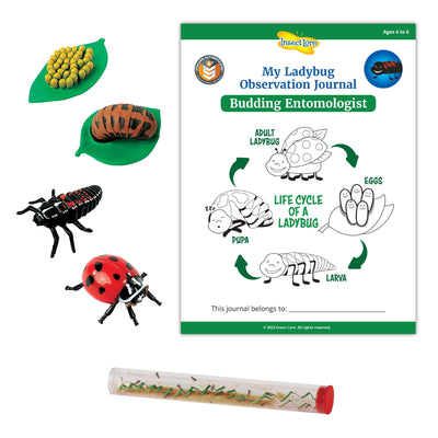 LIVE Ladybug Larvae Refill Kit with STEM Journal and Life Cycle Stages - Insect Lore - STEMfinity