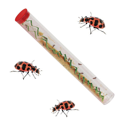 Insect Lore Ladybug Growing Kit with ONE Tube of Live Ladybug Larvae and STEM Journal - Insect Lore - STEMfinity