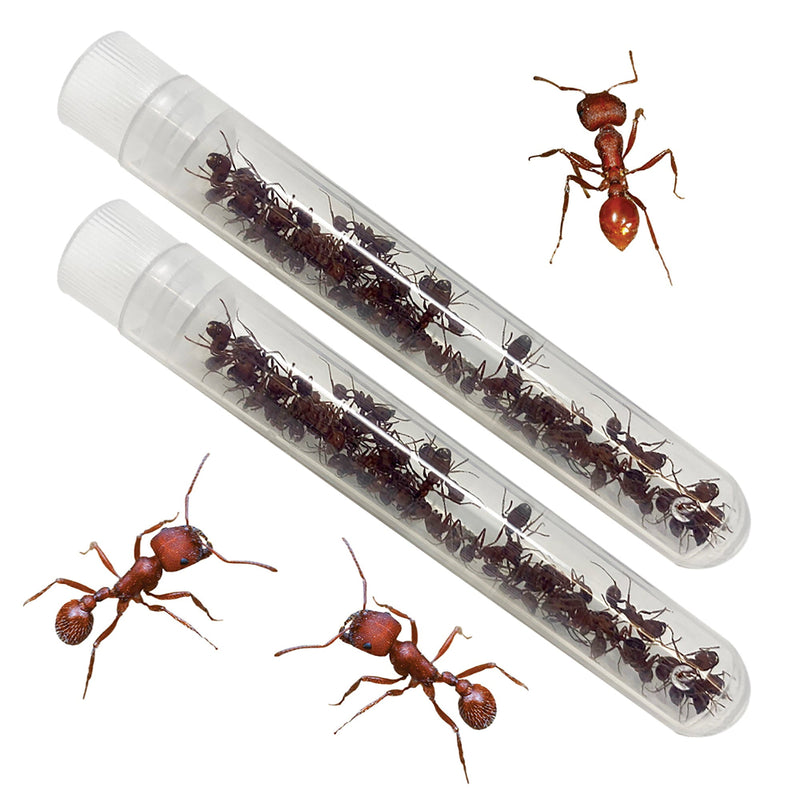 LIVE Ant Tubes Refill Kit with Journal and Life Cycle Stages - Insect Lore - STEMfinity