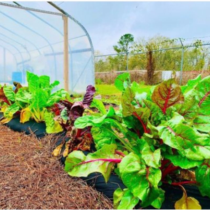 3-5 Raised Garden Laboratory w/ Curriculum Subscription - Farming The Future - STEMfinity