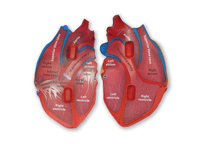 Cross-Section Human Heart Model