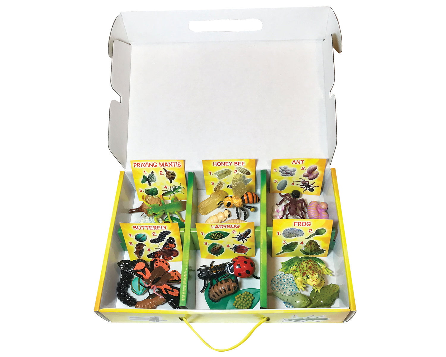 Insect Lore Life Cycle Figurines 24 Piece Set – STEMfinity