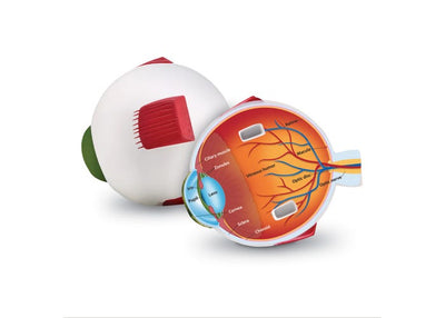 Cross-Section Eye Model