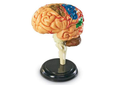 Brain Anatomy Model - STEMfinity