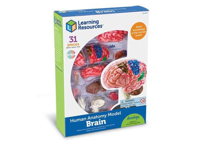 Brain Anatomy Model - STEMfinity