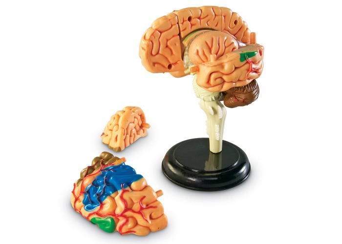 Brain Anatomy Model - STEMfinity