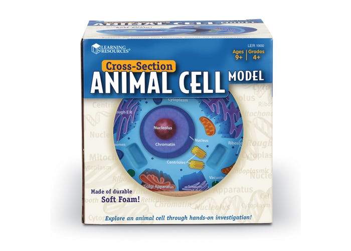 Cross-Section Animal Cell Model - STEMfinity