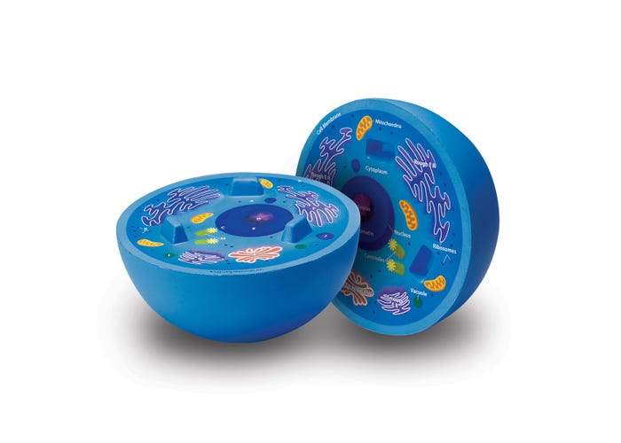 Cross-Section Animal Cell Model - STEMfinity