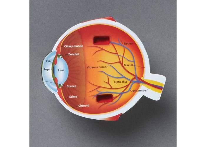 Cross-Section Eye Model - STEMfinity