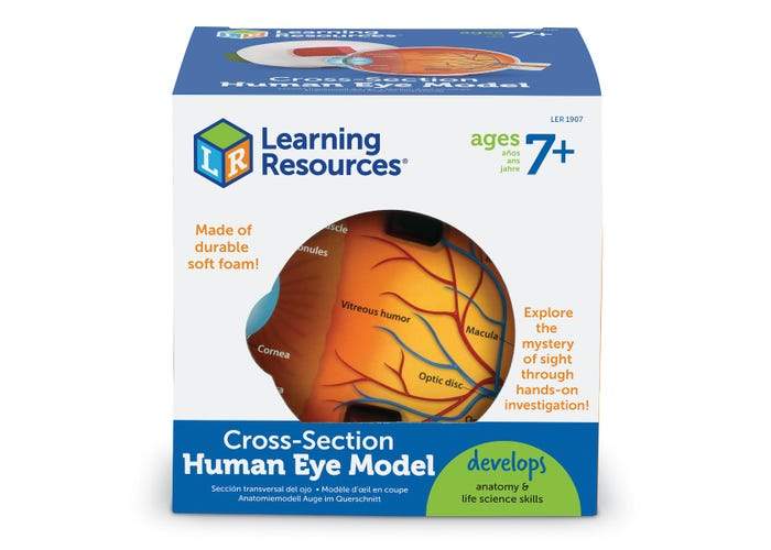 Cross-Section Eye Model - STEMfinity