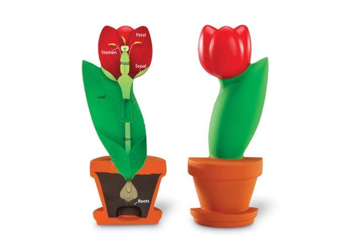 Cross-Section Flower Model - STEMfinity