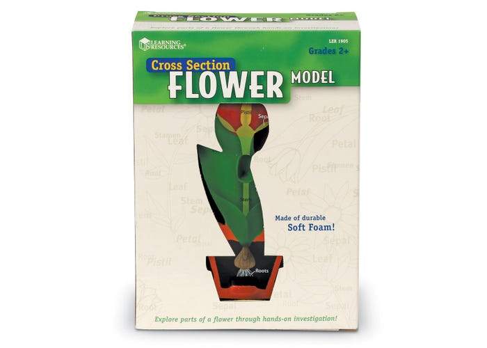 Cross-Section Flower Model - STEMfinity