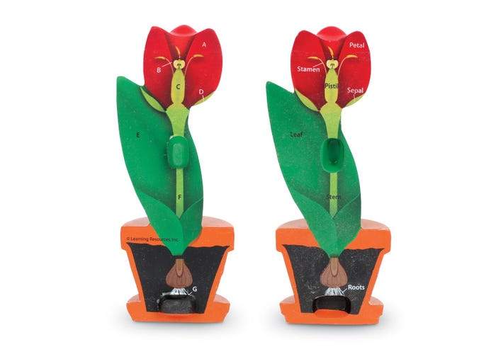 Cross-Section Flower Model - STEMfinity