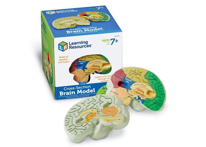 Cross-Section Human Brain Model - STEMfinity