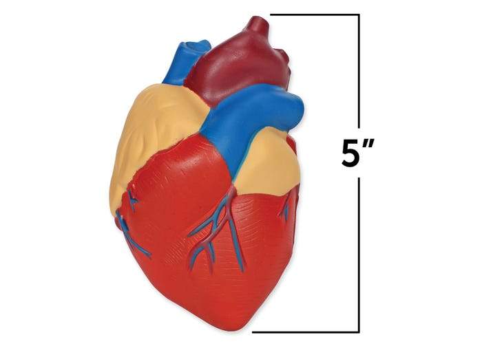 Cross-Section Human Heart Model - STEMfinity