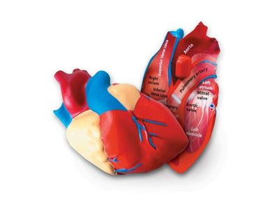 Cross-Section Human Heart Model - STEMfinity
