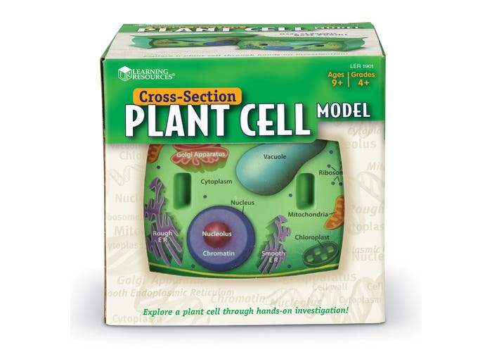Cross-Section Plant Cell Model - STEMfinity
