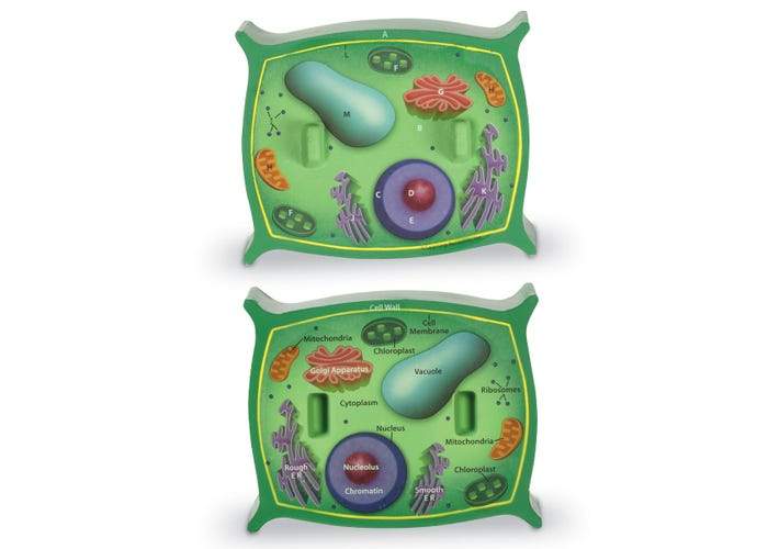 Cross-Section Plant Cell Model - STEMfinity