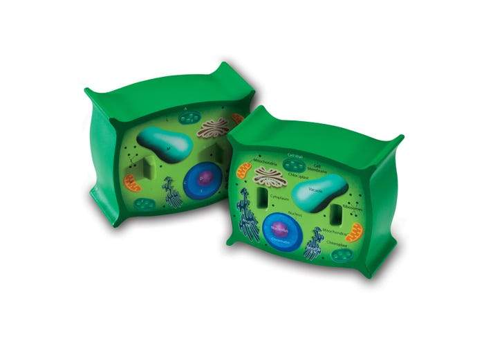 Cross-Section Plant Cell Model - STEMfinity