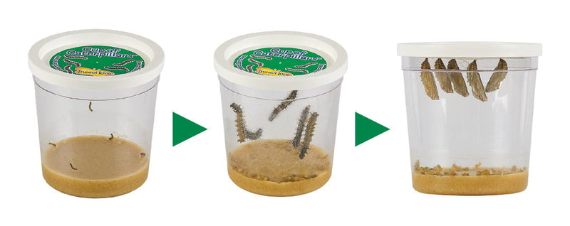 One LIVE Caterpillar Cup Refill Kit with STEM Journal & Life Cycle Stages - Insect Lore - STEMfinity
