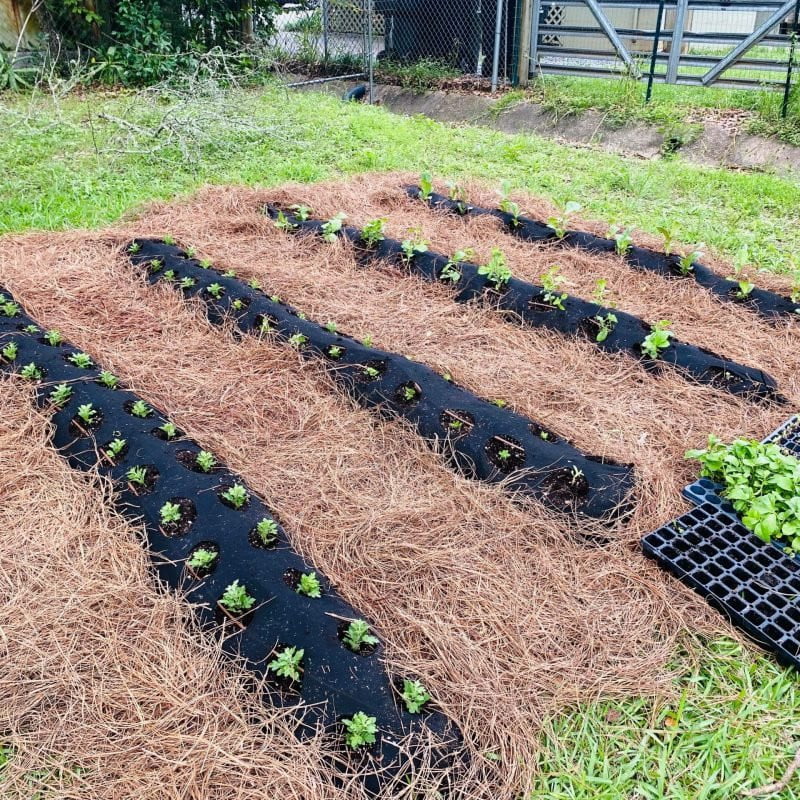 Full Year School Garden Science Program - Farming The Future - STEMfinity