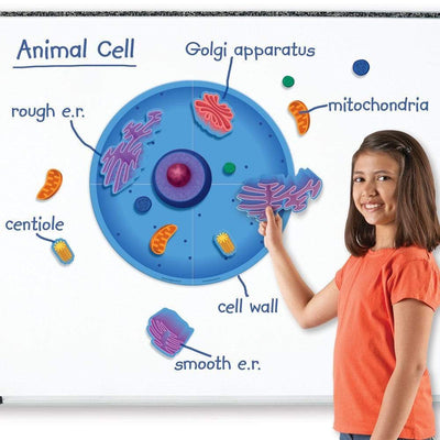 Giant Magnetic Animal Cell - STEMfinity
