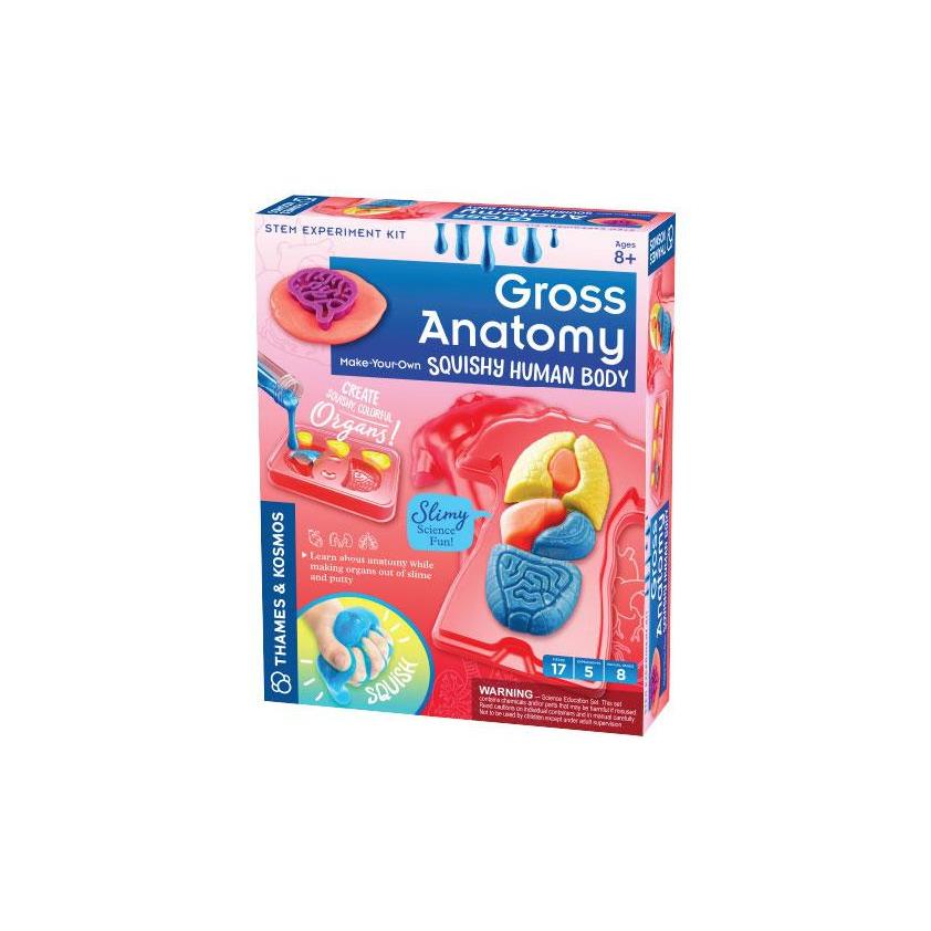 Gross Anatomy - STEMfinity