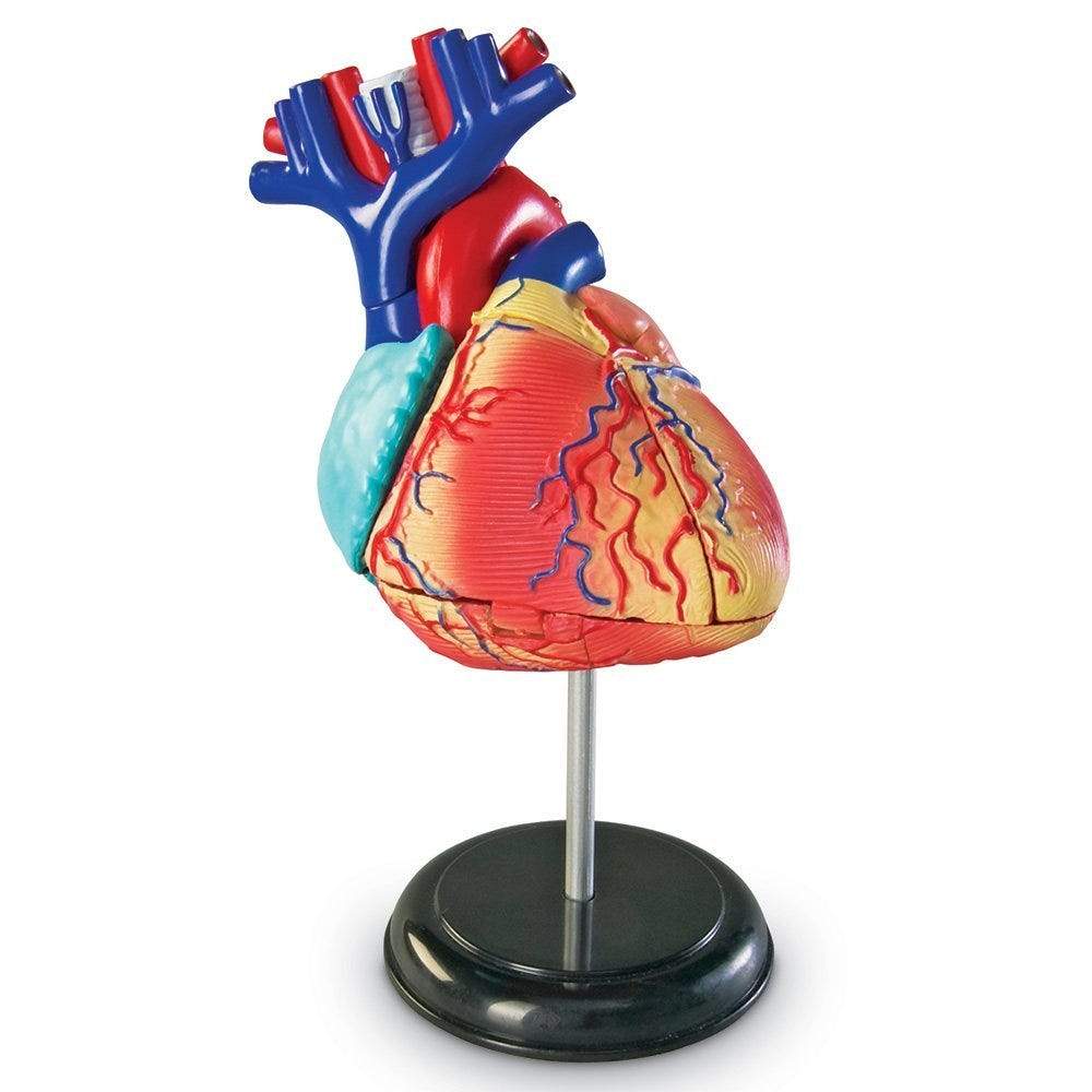 Heart Anatomy Model - STEMfinity
