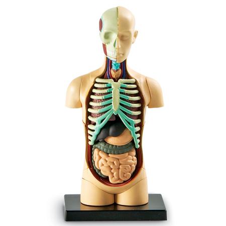 Human Body Anatomy Model - STEMfinity