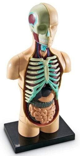 Human Body Anatomy Model - STEMfinity