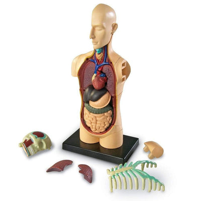 Human Body Anatomy Model - STEMfinity